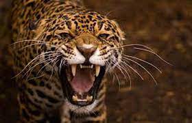 भगवानपुर के मानक मजरा गांव में गुलदार ने तीन युवकों पर किया हमला, दो युवक गंभीर रुप से घायल