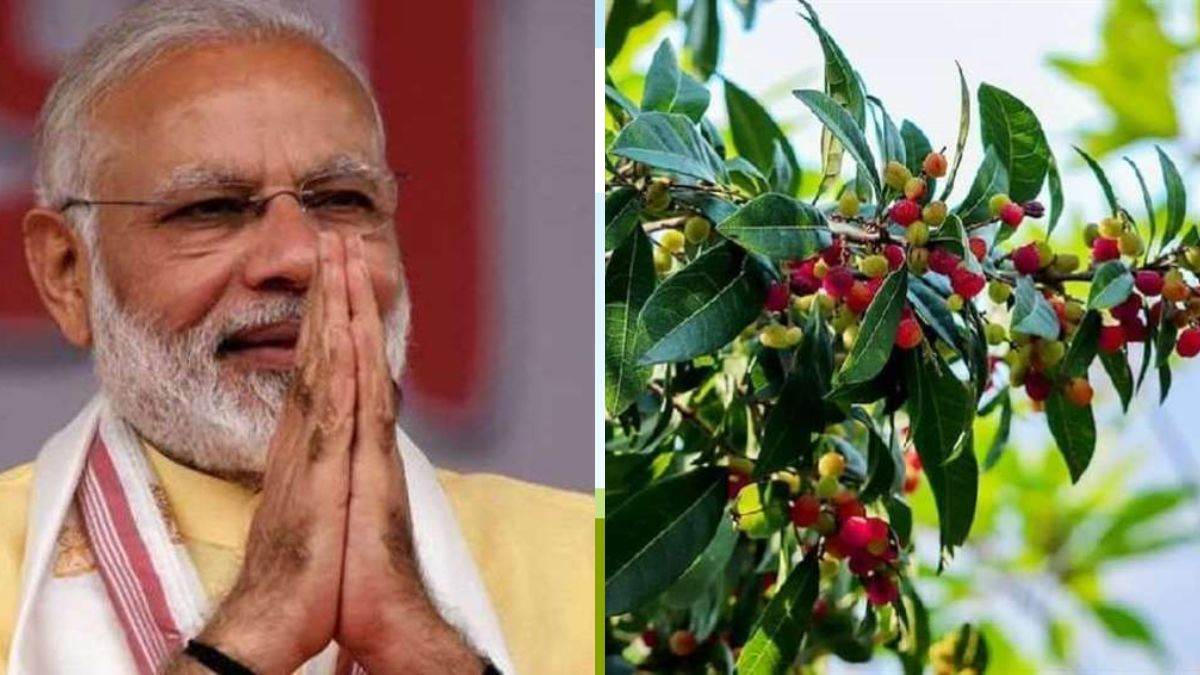 प्रधानमंत्री नरेंद्र मोदी को भाया औषधीय गुणों से भरपूर काफल का फल, सीएम धामी ने किए थे गिफ्ट