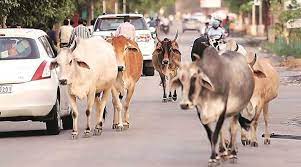 धामी सरकार ने राज्य भर में की 47 गौशालाएं और बनाने की घोषणा