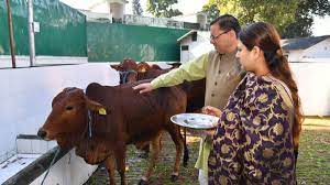 सीएम धामी ने गोवर्धन पूजा के अवसर पर की गायों की पूजा