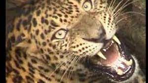 आतंक का पर्याय बने गुलदार को शिकारियों ने किया ढेर