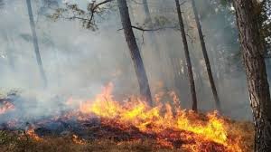 बढ़ती गर्मी के साथ जंगलों के धधकने का सिलसिला भी तेज, 24 घंटे में सर्वाधिक 31 जगह वनाग्नि की घटनाएं