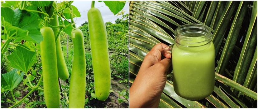 खाली पेट लौकी का जूस क्यों पीते हैं लोग? एक नहीं कई हैं फायदे