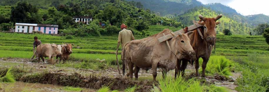 राज्य में 3900 क्लस्टर में जैविक खेती को बढ़ावा दिया जा रहा