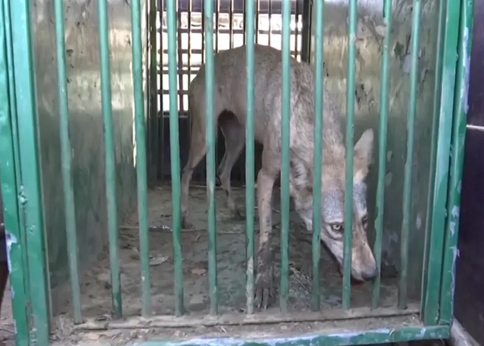 बहराइच: एक और आदमखोर भेड़िया पिंजरे में कैद, 10 लोगों को बना चुका है शिकार