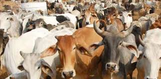 गौ-तस्करों को कर्नाटक के मंत्री की सख्त चेतावनी, कहा- किसी को बख्शा नहीं जाएगा’