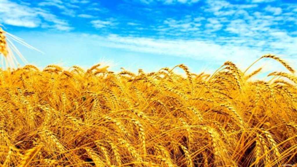 किसानों को बड़ा तोहफा! धान और गेहूं पर मिलेगा अतिरिक्त फायदा; पढ़िए हिमाचल के बजट में इस बार क्या है खास