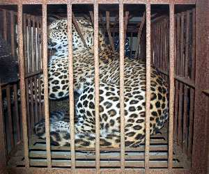 गुलदार को जिंदा आग के हवाले करने वाले ग्राम प्रधान सहित पांच ग्रामीणों को एक साल कारावास की सुनाई सजा