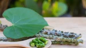 गिलोय का जूस पीने से दूर होंगी कई परेशानियां, हफ्ते में बस एक दिन सुबह पी लें गिलोय का जूस