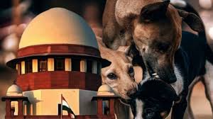 सुप्रीम कोर्ट का आदेश- नसबंदी-टीकाकरण के बाद ही छोड़े जाएंगे आवारा कुत्ते