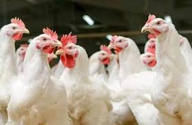 यूपी में बर्ड फ़्लू का अलर्ट, सीएम योगी ने अफसरों को दिए अहम निर्देश