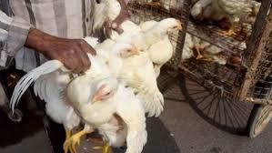 चिकन और अंडों की बिक्री पर बर्ड फ्लू का असर, ग्राहकों की मांग घटी, कारोबारियों की चिंता बढ़ी