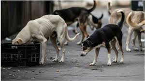 सुप्रीम कोर्ट का बड़ा फैसला: आवारा कुत्तों को अब शेल्टर होम नहीं भेजा जाएगा’, लेकिन सड़कों पर खाना खिलाने पर पाबंदी